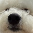 보원유황오리유통 | 반려견 피부/눈/관절/기관지 영양제 추천🐶 보리가 먹는 '펫또마망' 개린이날 할인 후기