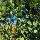 꼭지내농장 이미지