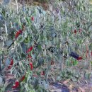 터골농장 이미지