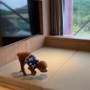 🌳 평창 휘닉스파크 블루동 스카이 스위트 펫룸 후기 / 애견 동반 여행 / 반려견 동반 숙소