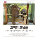 11545-04-10-02 | 코끼리 호텔 타완리버사이드 디럭스 방갈로 후기, 코끼리 모닝콜 꿀팁