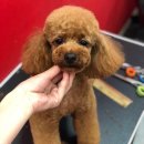 하쿠애견샵 이미지