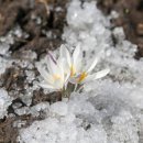 신강얼음