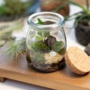 테라리움 클래스 이미지