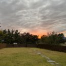 도그프리덤 이미지