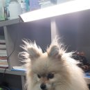 견생스타일 이미지