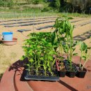 금산흥농 이미지