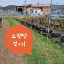 경주시 농업기술센터 북부사업소 | 경주농기계임대사업소 미니포크레인 임대 블루베리농장 평탄작업 경주농업기술센터