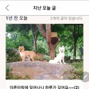 말티즈하우스 이미지