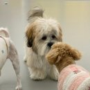 마조르댕 이미지