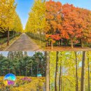 대흥자원 | 인천 단풍 명소 드림파크 야생화단지 서울근교 데이트 추천