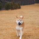 스테이다독 이미지