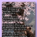 늙은 산벚나무 - 송찬호 이미지