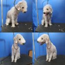 멍스베리 이미지