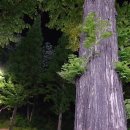 수목 당구장 이미지