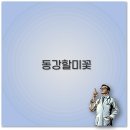영월한가람영농조합법인 | 동강할미꽃 꽃말부터 축제 펜션 키우기까지 깔끔 정리