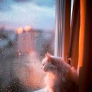 나만 없어 고양이 이미지