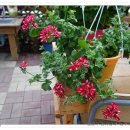 마리아농장 이미지