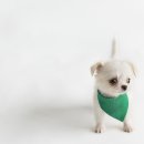 김포24시힐동물의료센터 이미지