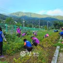 인도변 화단 이미지