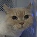 함께냥 본점 이미지