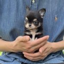 명지애견미용호텔 댕즈니랜드 본점 | 명지애견샵 테디럽 칭찬 자자한 이유 다 있네요