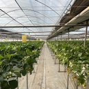 일대농장 | 파주 딸기농장 삼방가 딸기랜드 32개월 아기 체험 솔직 후기