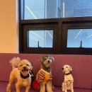 꿈꾸는개 이미지