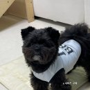 아이러브 강아지 | 강아지 옷 추천, bbobbiez 뽀삐즈 아이러브 쿨나시 후기