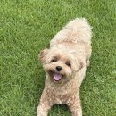 삼호 | 가평 애견펜션 개댁 삼호댁 솔직 후기 🐾 천연잔디 마당, 무료 수영장, 조식까지