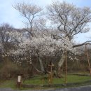 제주 신례리 왕벚나무 자생지 이미지