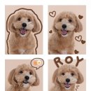 송도사진관 타임스페이스 강아지 증명사진은 '블루룸 스튜디오' 반려견 네컷사진 후기, 주차, 영업시간 등