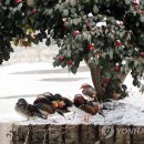 동백 이미지