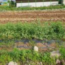 남지읍사무소 사거리 이미지