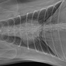 동물병원 All Pets | 고양이 심장병 방사선 사진(주문진 동물병원 All Pets)