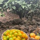 한길농부 농장 이미지