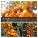 자연을담은생약 이미지