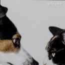 퀸즈동물병원