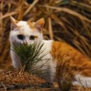 솔향기길야영장 이미지