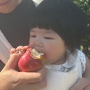 Cider | [미시간] 10월은 애플사이다의 계절🧡_Blake's orchard cider mill / Yates cider mill 방문 후기