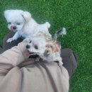 멍머니 2호점 | 서울 경기 인천 &lt;한달30만원&gt; &lt;픽업가능&gt; &lt;목줄없이 뛰어놀수있는&gt; &lt;가둬두지않는&gt; 믿음직한 애견호텔...