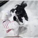 애견멀티샵 이미지