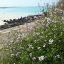 제주도 가족 펜션 오드리하우스 이미지