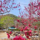 고령 대가야축제의 꽃들 이미지