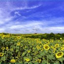 해바라기 이미지