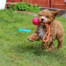 반려동물행동교정사 이미지