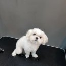 더 뷰티 독 이미지