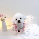 코코멍냥 이미지