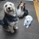 우리동네펫 이미지