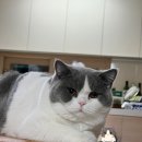 브리티쉬숏헤어 캐터리 이미지